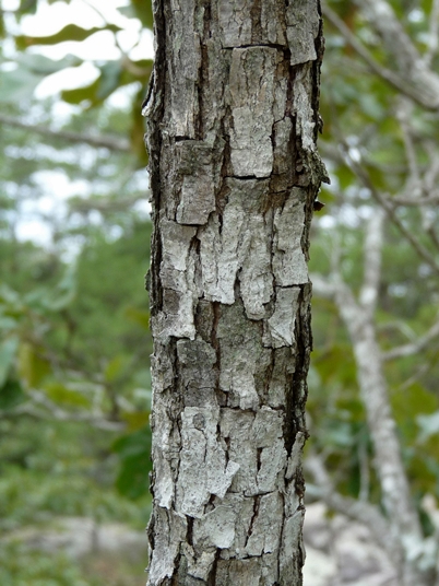 {Quercus boyntonii}